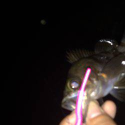 ふらっとメバリング