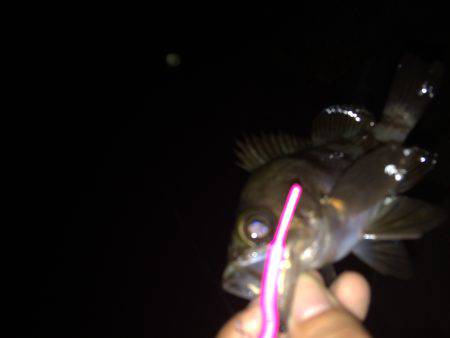 ふらっとメバリング