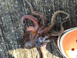 梅雨の晴れ間にタコ