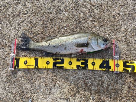 初岸ジギング～♪♪