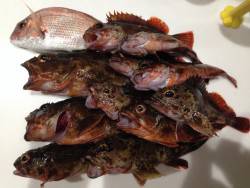 ガッシー釣ったぞー