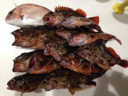 ガッシー釣ったぞー