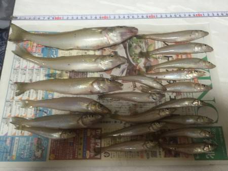 キス釣りに行ってきました。