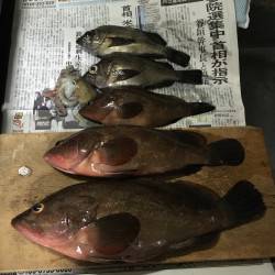 エビでアコウをトル