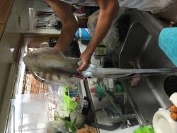 初親アオリイカ