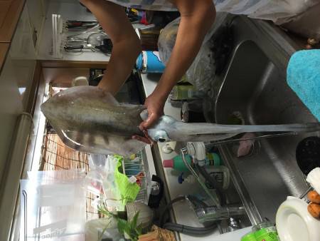 初親アオリイカ