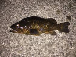 キビレ釣れるが、根魚いない？