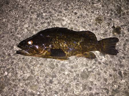 キビレ釣れるが、根魚いない？