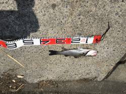 宮津マゴチ情報