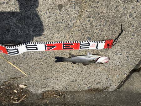 宮津マゴチ情報