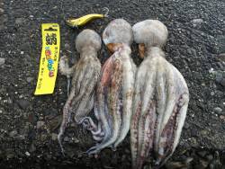 オクトパッシング*\\(^o^)/*