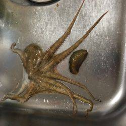 しんこが出てきました