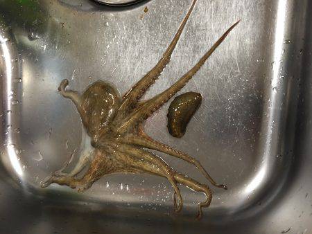 しんこが出てきました