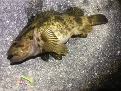 アジングロッドがしなる！