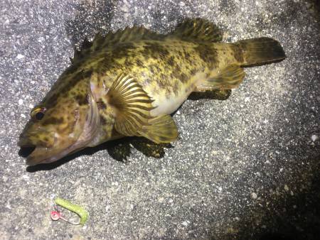 アジングロッドがしなる！