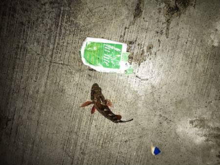 カミナリに負けました