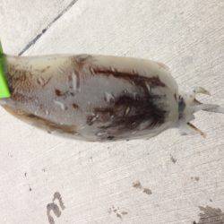 諦めかけたその時！！