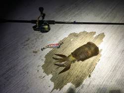 この後台風並みの豪風雨で撤収