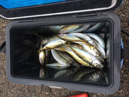 アジ釣り⑭