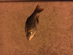 色々なお客様がー