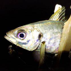 サーフアジング