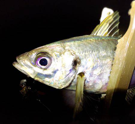 サーフアジング