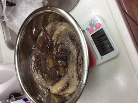 仕事帰りのオクトパ！巨大