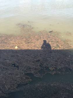 濁り凄かったけどタコ