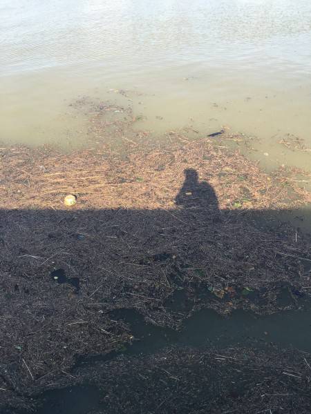 濁り凄かったけどタコ