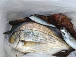 本島の波止   夜釣りのフカセ