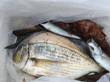 本島の波止   夜釣りのフカセ