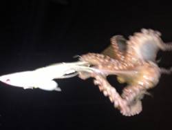 オクトパッシング