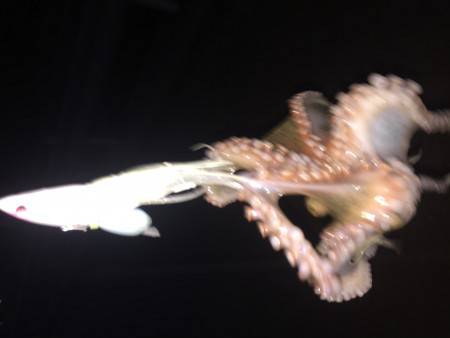 オクトパッシング