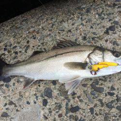 カタクチ回遊中