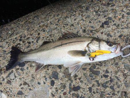 カタクチ回遊中