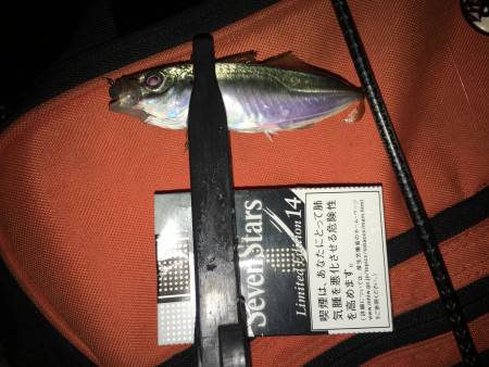 マメ時々中サイズ