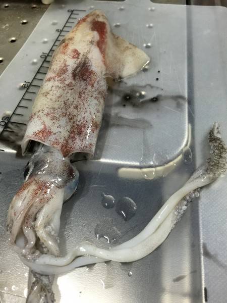 越前漁港での夜釣にて