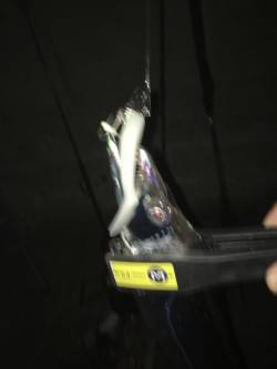 小浦一文字で太刀魚