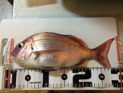 ボウズ逃れのショアマダイ