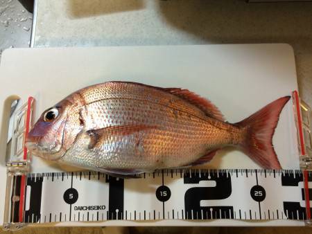 ボウズ逃れのショアマダイ