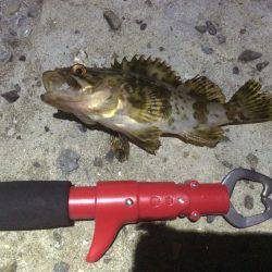 アジン…やっぱりガシリング!