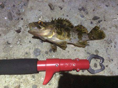 アジン…やっぱりガシリング!