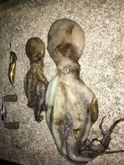 五目タコエギ釣れすぎ〜(≧∇≦)