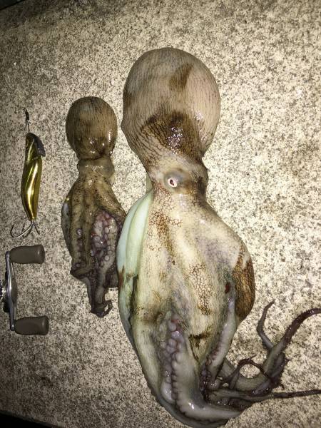 五目タコエギ釣れすぎ〜(≧∇≦)