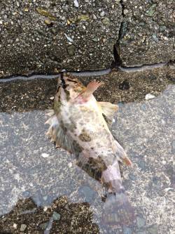 ロックフィッシュは裏切らない!