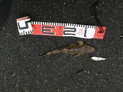 阿蘇海:チヌ情報