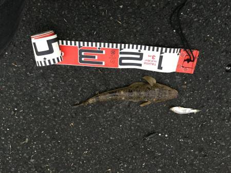 阿蘇海:チヌ情報