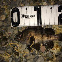 ミッドナイトメバリング