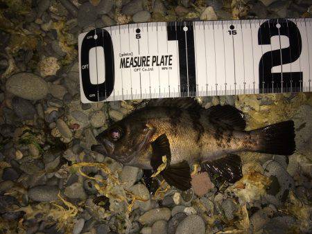 ミッドナイトメバリング