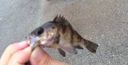 デイメバリング